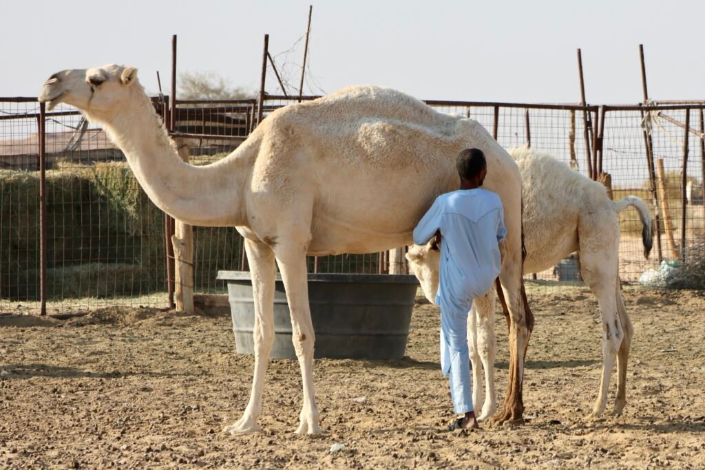 saoedi arabië 2025 11 10 (252)